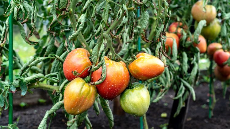 How to Save Tomato Plants From Too Much Rain