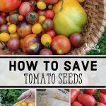 How To Save Tomato Seeds: Details Method