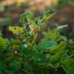 How to Use Sevin Dust on Tomato Plants