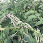 Reasons For White Spots On Tomato Leaves (& How To Fix)