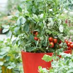 The Perfect Potting Soil Mix For Growing Tomatoes In Pots