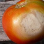 Tomato Sunscald: White Blisters On Tomato Fruits & How To Prevent It