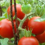 Using Eggshells for Tomato Plants – Myth Or Magic