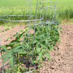 Why Should I Use A Tomato Cage?