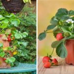 Are Container Strawberries Perennial?