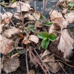 Are Dried Up Strawberry Plants Dead?