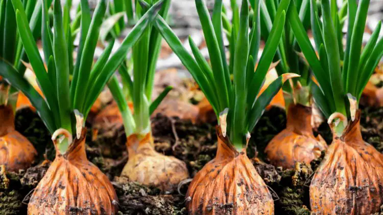 Best Growing Conditions for Onions