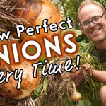 Best Month to Grow Onion