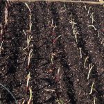 Best Soil for Growing Onions in Containers