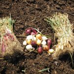 Best Soil to Grow Onion