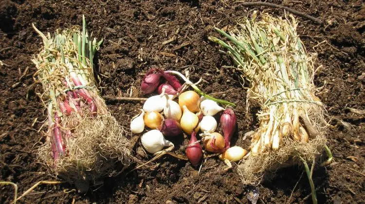 Best Soil to Grow Onion