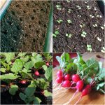 Best Way to Grow Radishes in Containers