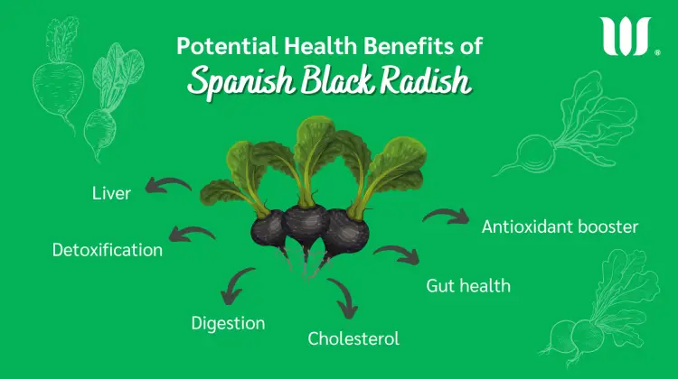 Black Spanish Radish