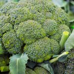 Can Broccoli Grow in Hydroponics?