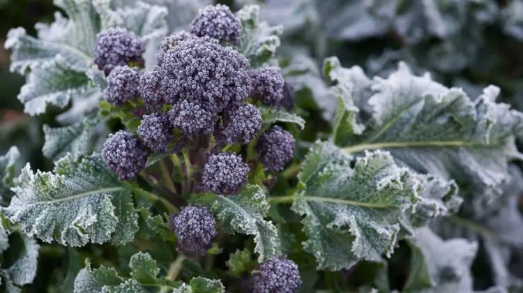 Can Broccoli Grow in Winter?