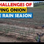 Can Onion Grow in Rainy Season