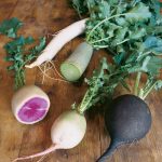Can Radishes Grow in Cold Weather?