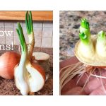 Can You Grow Onion from Scraps