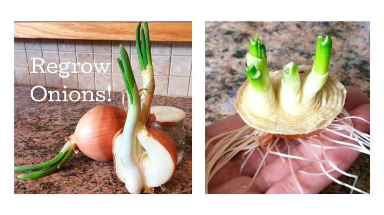 Can You Grow Onion from Scraps