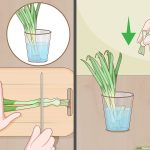 Can You Grow Onion Indoors