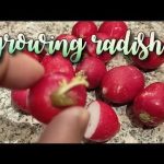 Can You Grow Radish from Cuttings?