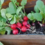 Can You Grow Radish in a Pot?