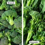 Chinese Broccoli Vs Broccolini