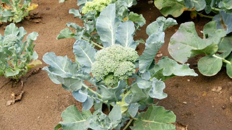 Does Broccoli Grow above Or below Ground?