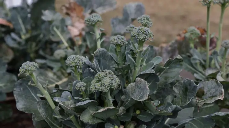 Does Broccoli Grow Back After Cutting?