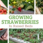 Growing Strawberries In Raised Garden Beds