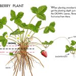 How Do Strawberry Plants Grow