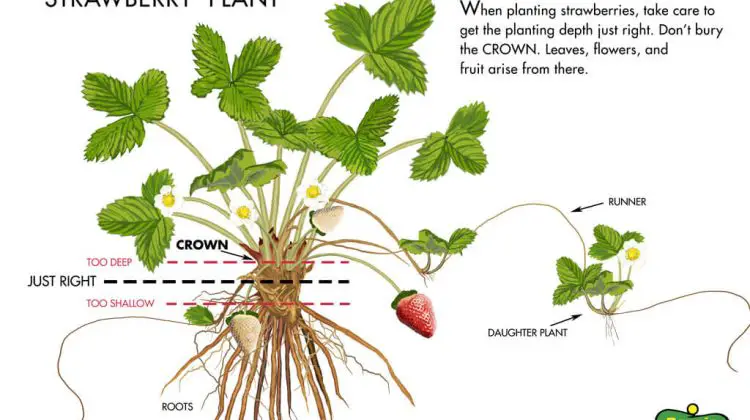 How Do Strawberry Plants Grow