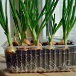 How Do You Grow Onion Seeds