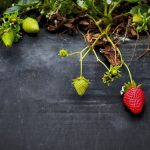 How Do You Know If Strawberries are Organic
