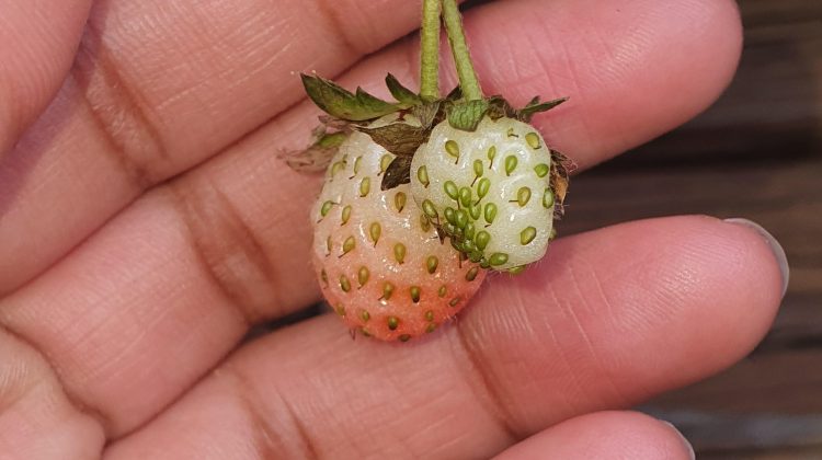 How Do You Know If Strawberries are Ready to Pick