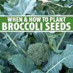 How Does Broccoli Grow from Seed?