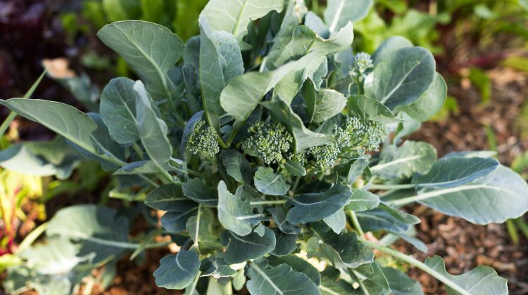 How Does Broccoli Grow in a Garden?