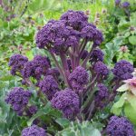 How Does Purple Broccoli Grow?