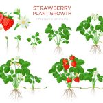 How Fast Do Strawberry Plants Grow?