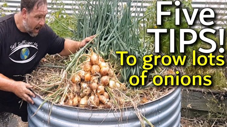 How Long Can Onions Grow