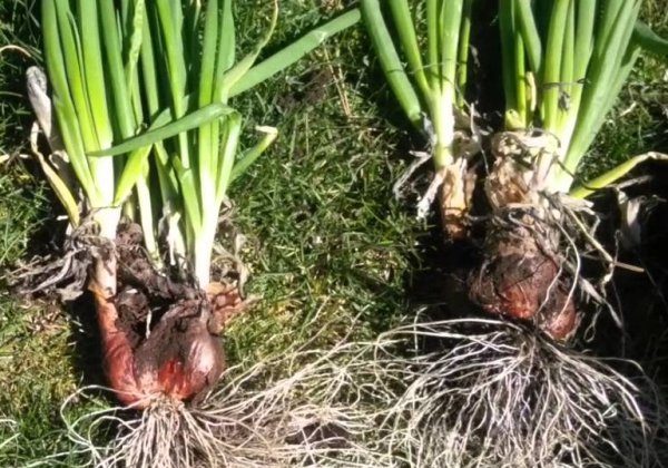 How Many Onions Grow from One Bulb
