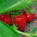 How Many Strawberries Do Strawberry Plants Produce?