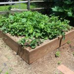 How Many Strawberry Plants Per Square Foot?