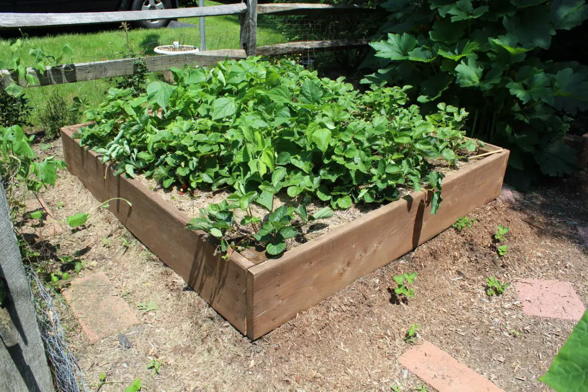 How Many Strawberry Plants Per Square Foot? - Broadpick