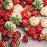 How Many Strawberry Species Are There?