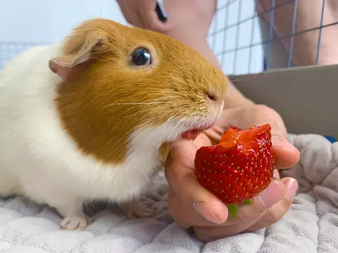 How Much Strawberry Can a Guinea Pig Eat