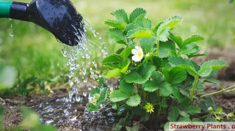 How Often Do Strawberry Plants Need to Be Watered