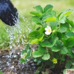 How Often Does Strawberries Need to Be Watered