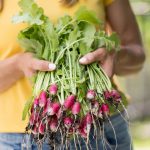 How Often Should You Water a Radish Plant?