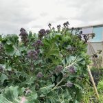 How Tall Does Purple Sprouting Broccoli Grow?